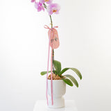 Phalaenopsis Orchid