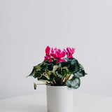 Cyclamen
