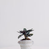 Pinstripe Calathea